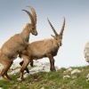Kozorozec horsky - Capra ibex - Alpine Ibex 7717